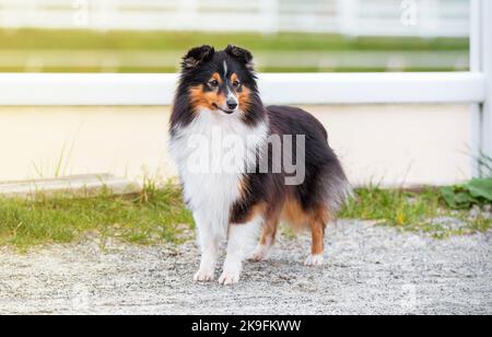 Collie. Sheltie. Magnifique chien tricolore très doux shetland, chien en plein air lors d'une belle journée d'été. Petit chien de collie souriant à l'extérieur Banque D'Images