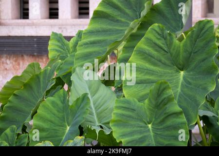 Gros plan sur les oreilles d'éléphant (Taro) - Colocasia esculenta grandes feuilles de plantes. Banque D'Images