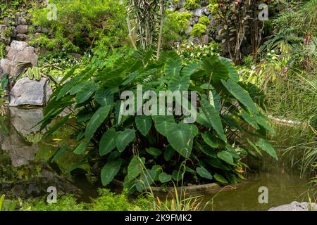 Gros plan sur les oreilles d'éléphant (Taro) - Colocasia esculenta grandes feuilles de plantes. Banque D'Images