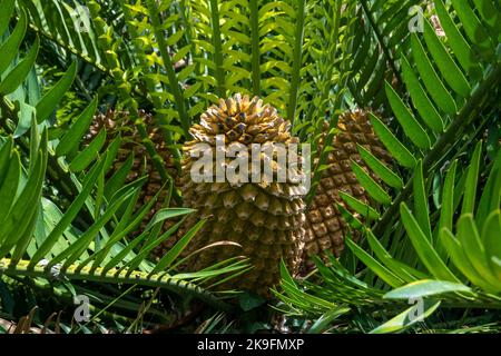 Vue rapprochée de la plante Gorongowe Cycad (Encephalartos manikensis). Banque D'Images