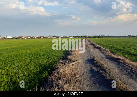 Rizières plantations paysage situé sur le village de Carrasqueira, Portugal. Banque D'Images