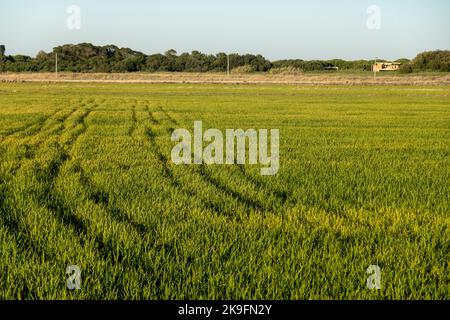 Rizières plantations paysage situé sur le village de Carrasqueira, Portugal. Banque D'Images