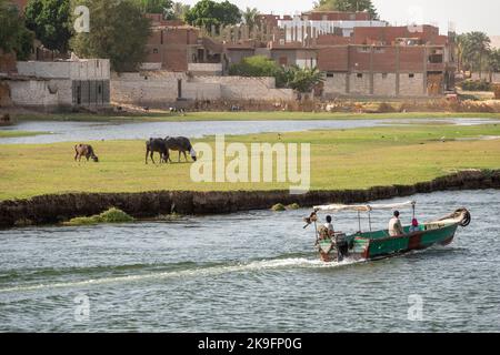 Petit canot motorisé avec moteur hors-bord et canopée en toile passant sur le bétail d'eau sur les rives du Nil Égypte Banque D'Images