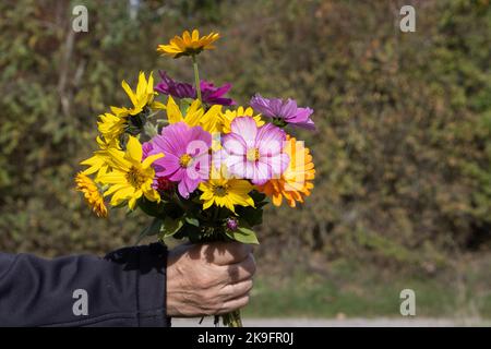 Main féminine tenant un bouquet de fleurs fraîchement cueillies d'automne Banque D'Images