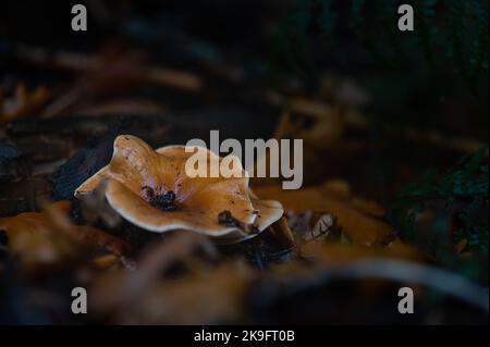 Champignons orange dans les bois. Banque D'Images