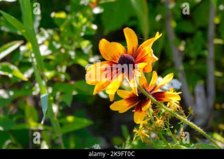 Une paire de Coneflower jaune et rouge avec ses pédales de fleurs s'ouvrit au grand soleil de midi. Banque D'Images