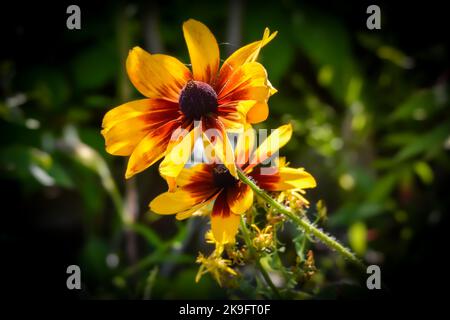 Magnifique Coneflower jaune vif et rouge avec ses pédales de fleurs ouvert grand trempage dans la chaleur du soleil. Banque D'Images