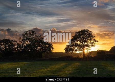 Coucher de soleil sur les chaînes Middlewick à Colchester, Essex. La lumière du soleil brille à travers les arbres. Silhouettes d'arbres. Banque D'Images