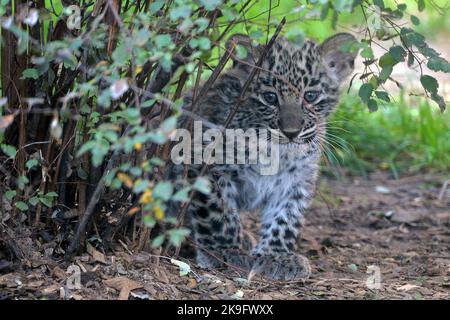 28 octobre 2022, Dvur Kralove nad Labem, République tchèque: Léopard perse (né le 22 août 2022 à Panthera pardus tulliana) le cub se promène dans une enceinte au zoo de Dvur Kralove en République tchèque. Deux mois se sont écoulés depuis que le zoo de Dvur Kralove a accueilli la naissance de deux petits léopards persans menacés. (Credit image: © Slavek Ruta/ZUMA Press Wire) Credit: ZUMA Press, Inc./Alamy Live News Banque D'Images