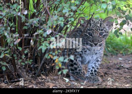 28 octobre 2022, Dvur Kralove nad Labem, République tchèque: Léopard perse (né le 22 août 2022 à Panthera pardus tulliana) le cub se promène dans une enceinte au zoo de Dvur Kralove en République tchèque. Deux mois se sont écoulés depuis que le zoo de Dvur Kralove a accueilli la naissance de deux petits léopards persans menacés. (Credit image: © Slavek Ruta/ZUMA Press Wire) Credit: ZUMA Press, Inc./Alamy Live News Banque D'Images