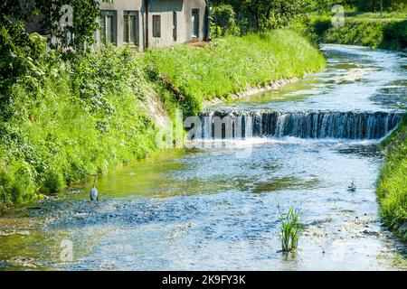 Heron debout dans une journée ensoleillée à côté de la petite cascade. Banque D'Images