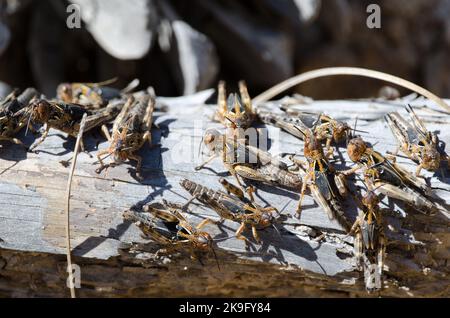 Nymphes du criquet marocain Dociostaurus maroccanus. Cruz de Pajonales. Réserve naturelle intégrale de l'Inagua. Tejeda. Grande Canarie. Îles Canaries. Espagne. Banque D'Images