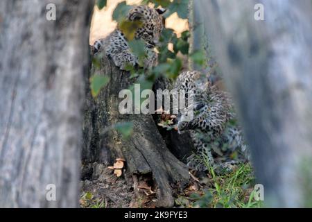 28 octobre 2022, Dvur Kralove nad Labem, République tchèque: Léopard perse (né le 22 août 2022 à Panthera pardus tulliana) le cub se promène dans une enceinte au zoo de Dvur Kralove en République tchèque. Deux mois se sont écoulés depuis que le zoo de Dvur Kralove a accueilli la naissance de deux petits léopards persans menacés. (Credit image: © Slavek Ruta/ZUMA Press Wire) Credit: ZUMA Press, Inc./Alamy Live News Banque D'Images