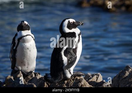 Manchot africain, manchot du Cap ou penuguin sud-africain (Spheniscus demersus) à Stony point, Betty's Bay, Western Cape, Afrique du Sud. Banque D'Images