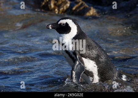 Manchot africain, manchot du Cap ou penuguin sud-africain (Spheniscus demersus) à Stony point, Betty's Bay, Western Cape, Afrique du Sud. Banque D'Images