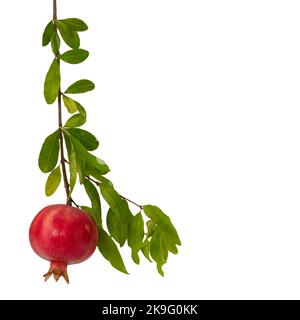 Branche de grenade avec fruits mûrs et feuilles isolées sur blanc, chemin de coupure, espace de copie Banque D'Images