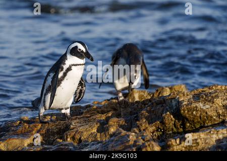 Manchot africain, manchot du Cap ou penuguin sud-africain (Spheniscus demersus) à Stony point, Betty's Bay, Western Cape, Afrique du Sud. Banque D'Images