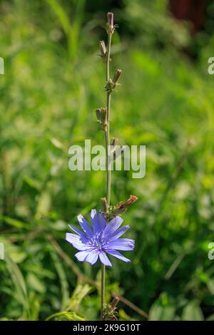 Fleur de chicorée bleue - Cichorium intybus, herbe sur prairie verte Banque D'Images