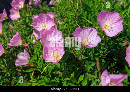 Rose des herbes Primrose du soir - Oenothera speciosa. Fleur de jardin sur fond vert Banque D'Images