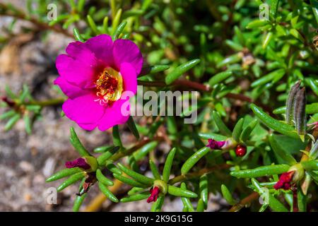 Herb Portulaca oleracea - Purslane, Little Hogweed ou Pursley. Fleur rose avec feuilles vertes Banque D'Images