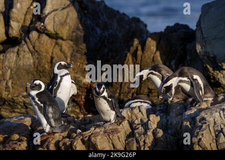 Manchot africain, manchot du Cap ou penuguin sud-africain (Spheniscus demersus) à Stony point, Betty's Bay, Overberg, Western Cape, Afrique du Sud. Banque D'Images