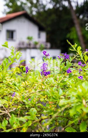 Duranta cultivar, des fleurs violet foncé à bord blanc poussent librement à Singapour Banque D'Images
