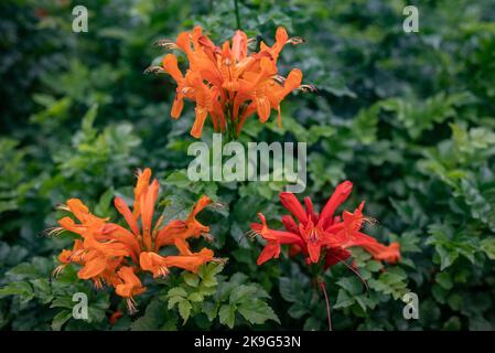 Cape Honeysuckle fleurs orange de gros plan. Tecoma capensis fond floral Banque D'Images