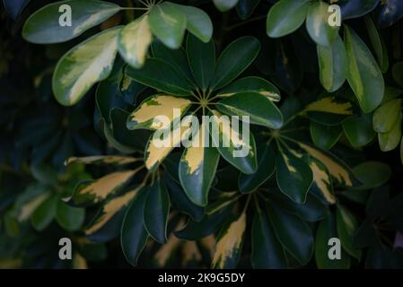 Arrière-plan schefflera. Feuilles variagées avec motif jaune Banque D'Images