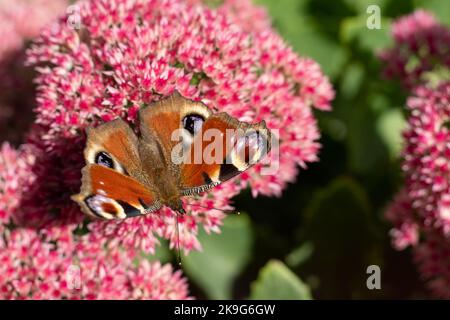 Un papillon de paon mange sur une fleur rose de Sedum - chou de lièvre. Un parterre de fleurs pollinisation par les insectes. Les papillons volent. Nature ensoleillé jour. Insecte. Ailes de papillon. Plante verte en gros plan. Banque D'Images