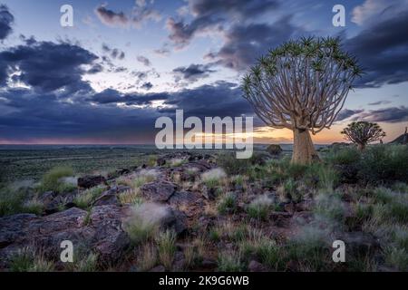 Arbre de quiver ou kocurboom (Aloidendron dichotomum anciennement Aloe dichotoma) Kenhardt, Cap du Nord, Afrique du Sud. Banque D'Images