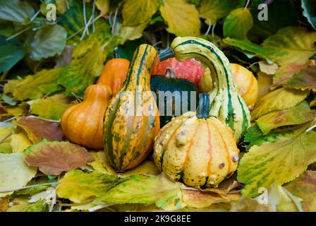 Petits citrouilles colorées pour la décoration parmi les feuilles mortes dans le jardin en automne. Banque D'Images