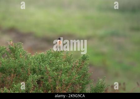 European Stonechat (Saxicola rubicola) – Un homme perche sur Un Bush dans Un champ Banque D'Images