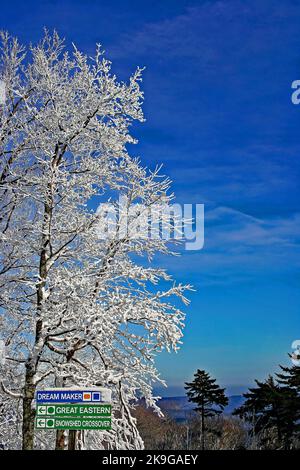 Arbre glacé sur une piste de ski à Killington Banque D'Images