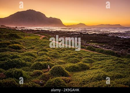 Lever du soleil à la colonie de pingouins africains, de pingouins du Cap ou de penuguin sud-africains (Spheniscus demersus) à Stony point, baie de Betty's (Bettys), côte des baleines, Ove Banque D'Images