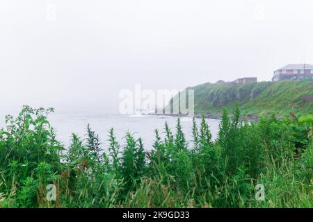 paysage de bord de mer flou, mise au point sur l'herbe proche Banque D'Images