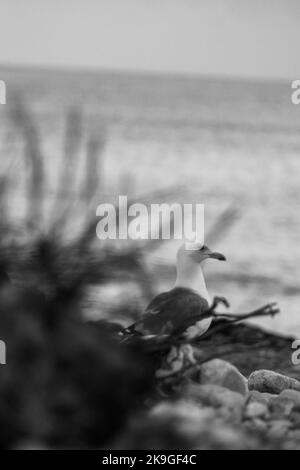 Une photo à échelle de gris verticale avec mise au point sélective d'un mouette sur la plage Banque D'Images