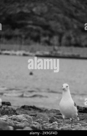 Une photo à échelle de gris verticale avec mise au point sélective d'un mouette sur la plage Banque D'Images