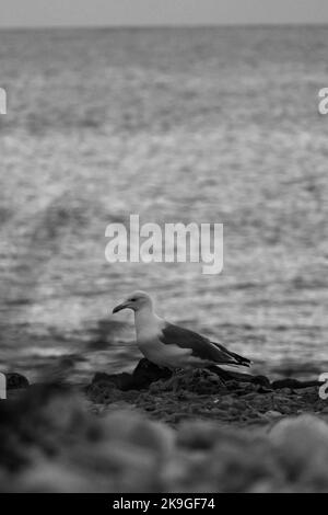 Une photo à échelle de gris verticale avec mise au point sélective d'un mouette sur la plage Banque D'Images