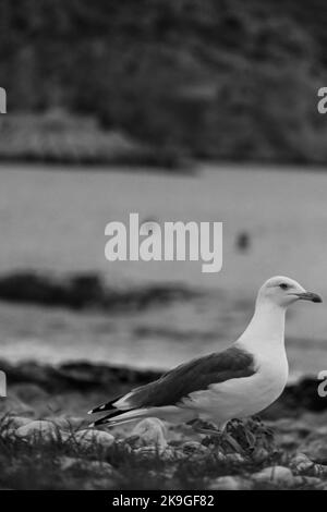 Une photo à échelle de gris verticale avec mise au point sélective d'un mouette sur la plage Banque D'Images