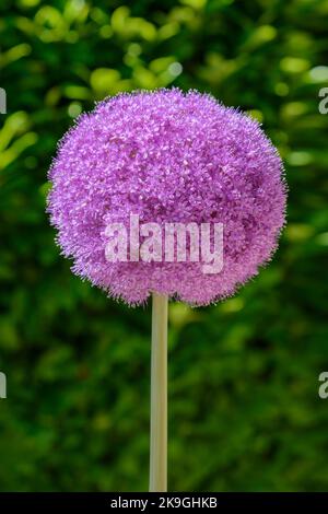 Allium giganteum violet ou oignon géant isolé contre le feuillage vert Banque D'Images