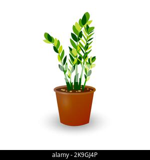 Zamiokulkas Dollar Tree en pot isolé sur fond blanc. Maison dans une casserole pour la décoration de la chambre. Illustration vectorielle de plante verte pour la maison et Illustration de Vecteur