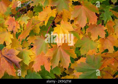 Feuilles d'érable en automne Banque D'Images