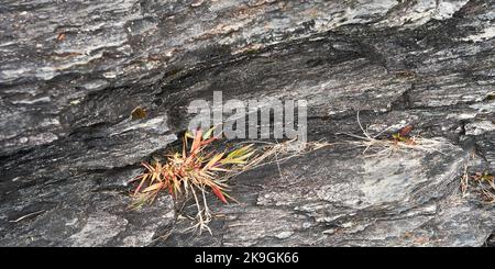 Une petite plante sauvage robuste qui pousse dans une fissure entre les rochers gris en couches robustes d'une plage de l'océan. Banque D'Images