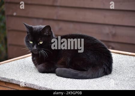 Repose de chat noir poussiéreux Banque D'Images