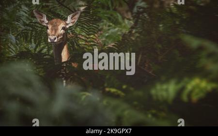 Le cerf jachère s'infiltre dans la fougères. Banque D'Images