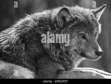 Un loup vous observe. Banque D'Images