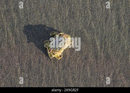 crabes, crabes, tête de crabe, yeux Banque D'Images