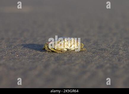 crabes, crabes, tête de crabe, yeux Banque D'Images