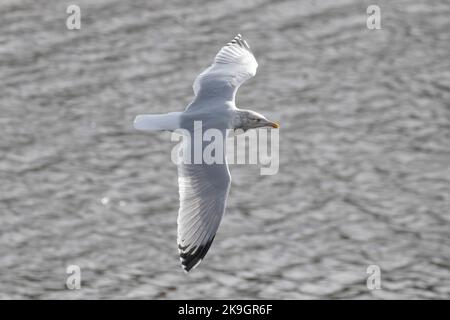 Un Goéland argenté survolant le port de Whitby dans le North Yorkshire, le 26th octobre 2022 Banque D'Images