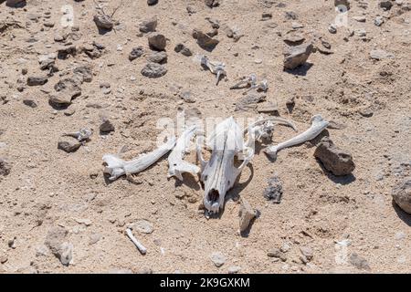 Crâne et autres os d'un animal mort dans le désert Banque D'Images